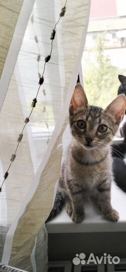 Котенок девочка