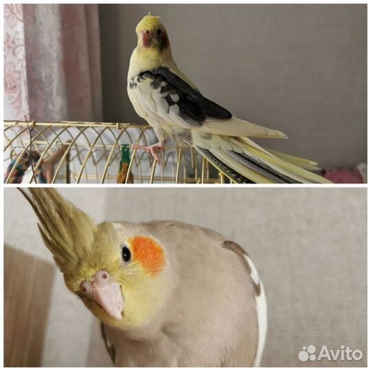 Попугай корелла с клеткой