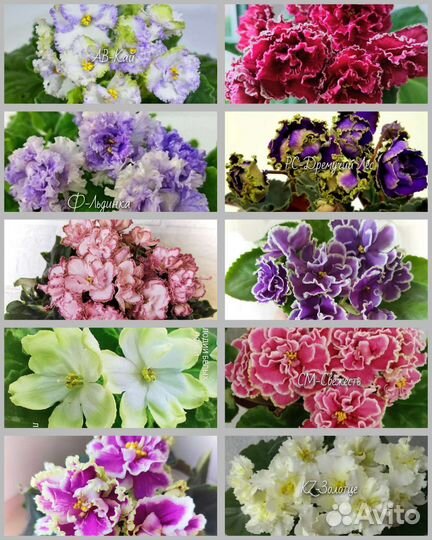 Детки сортовых фиалок