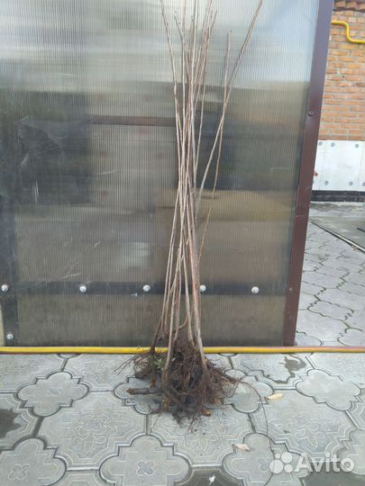 Саженцы черемухи