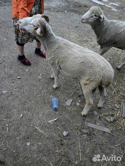 Овцы бараны
