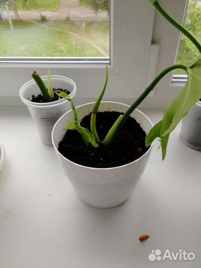 Филодендрон