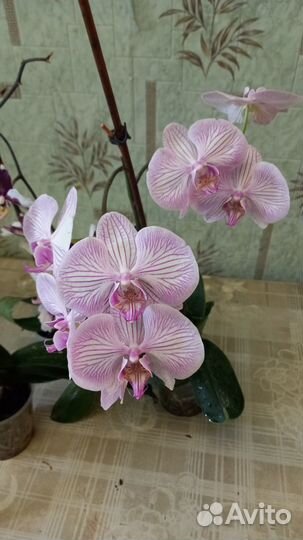Сортовые орхидеи