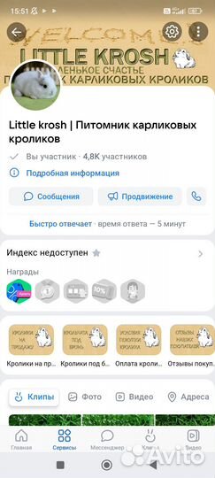 Импортные карликовые мини кролики. Доставка по РФ