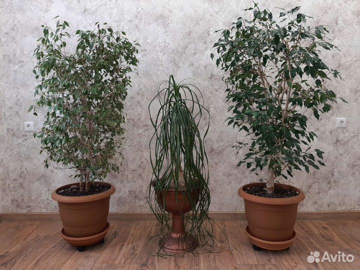 Комнатные растения