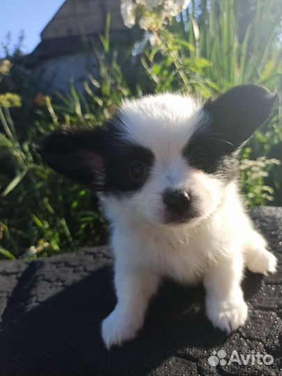 Щенки папийона