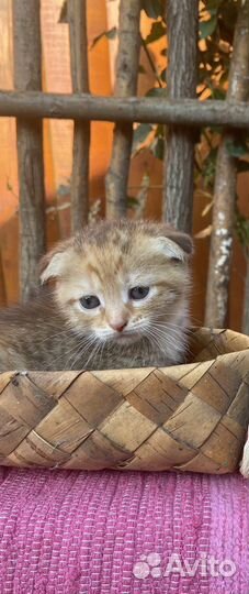 Шотладские котята