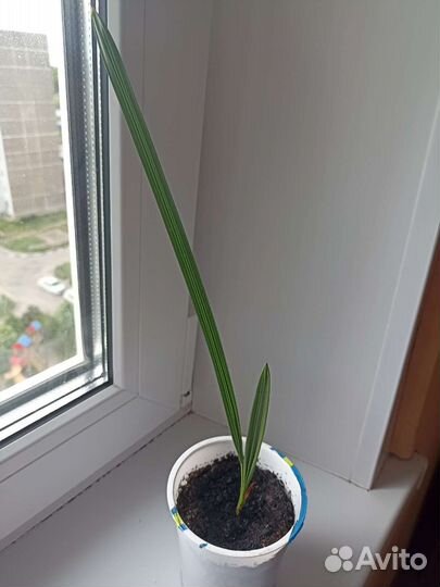 Финиковая пальма (росток)