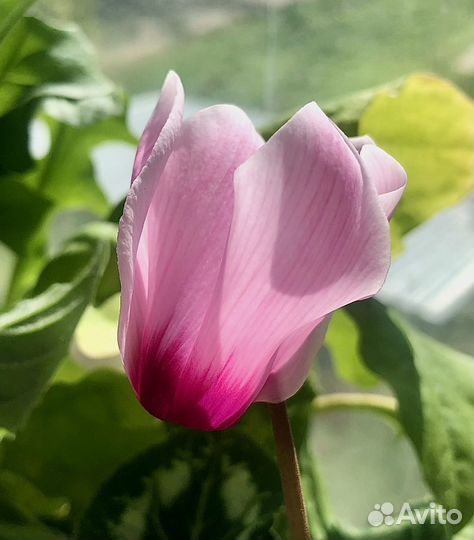 Цикламен персидский