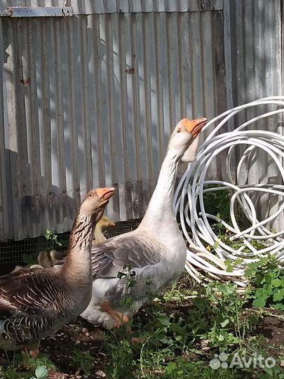 Гуси, индюки