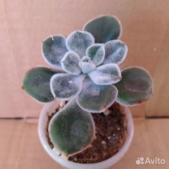 Суккуленты Часть 1