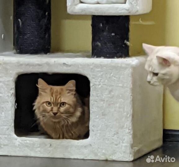 Кот Гарфилд в добрые руки
