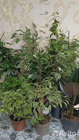 Фикусы в ассортименте