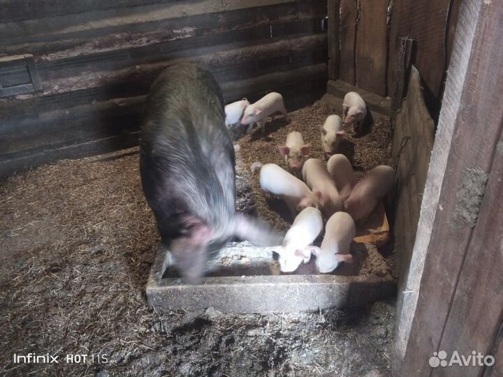 Поросята 1,6 месяца