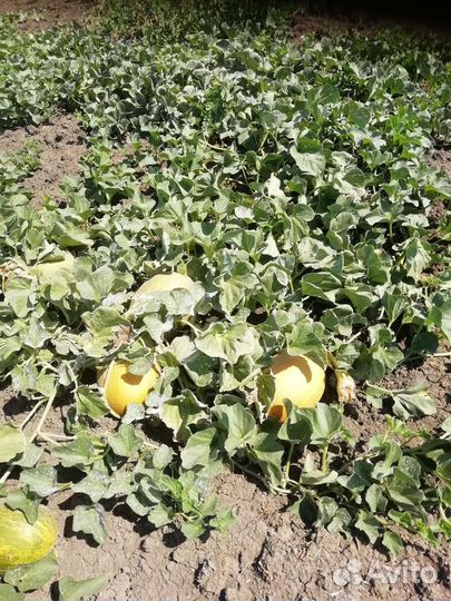 Дыня Лада Карамель