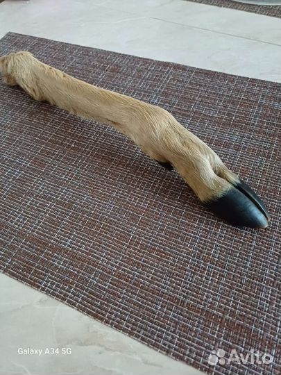 Нога косули