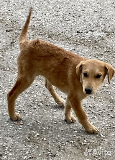 Небольшая собачка в добрый дом