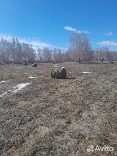 Сено в рулонах