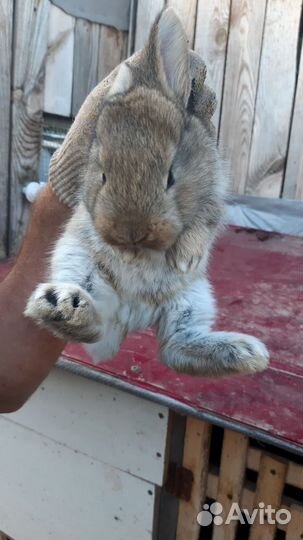 Кролики великаны цены разные