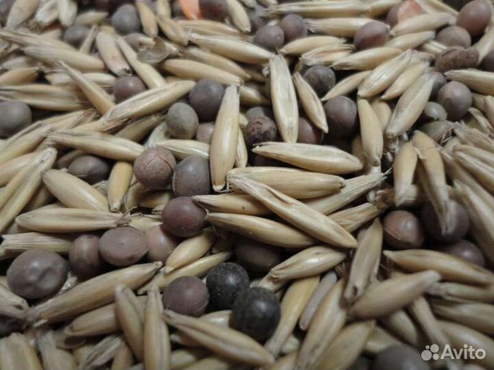 Семена вика овес