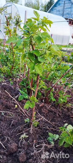 Норвежская малина, ремонтантная малина,лук шнитт