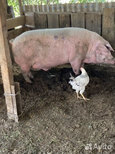 Поросята ландрас