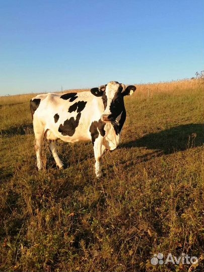 Корова дойная