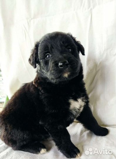 Собака щенок в добрые руки в дар