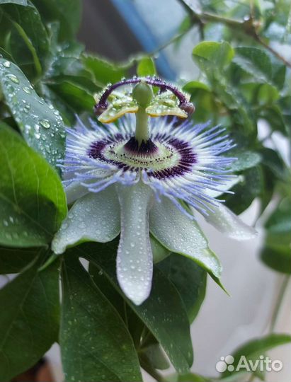 Пассифлора Кавалерская Звезда