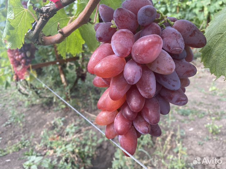 Продажа саженцев винограда