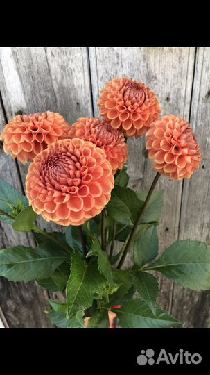 Георгины клубни