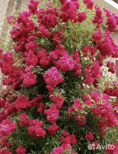 Розы плетистые чайно-гибридные