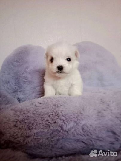 Мальтипу мини