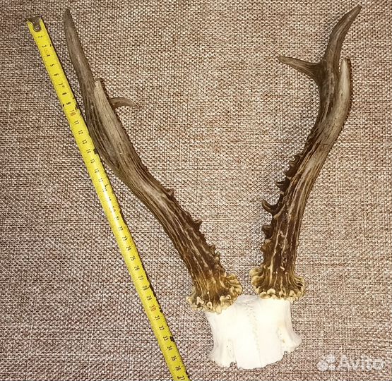 Рога косули