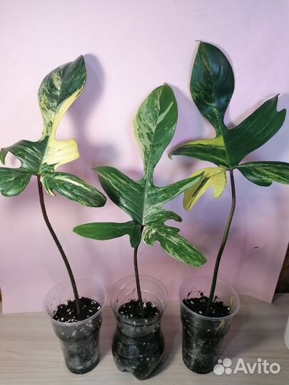 Комнатные растения обн