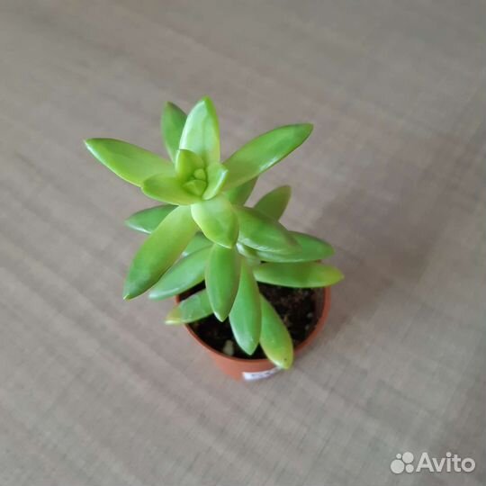 Кактусы и суккуленты