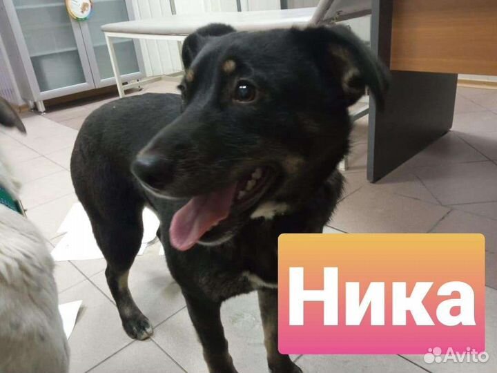 Собаки помесь овчарки