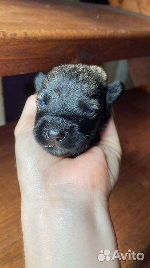 Собаки щенки бесплатно в добрые руки