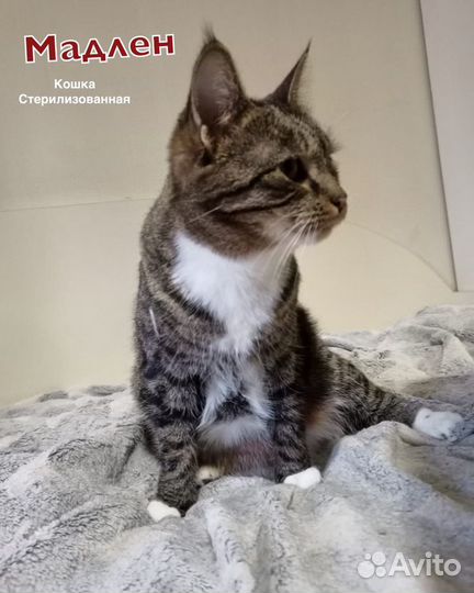 Кошка стерилизованная