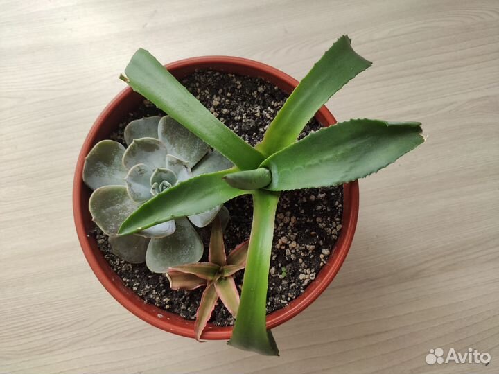 Суккуленты