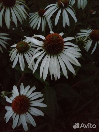 Эхинацея Белый лебедь