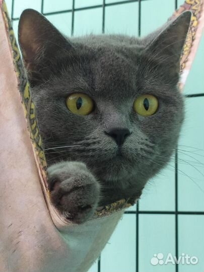 Британская