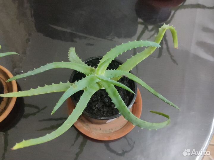 Алоэ (столетник)