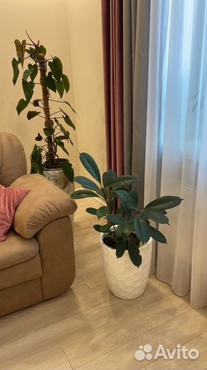 Фикус Циастипула