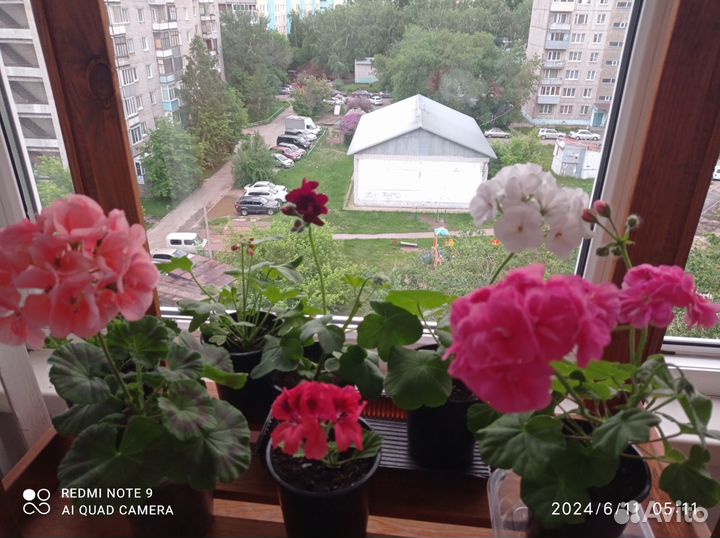 Пеларгония герань