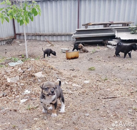 Собаки бесплатно в добрые руки