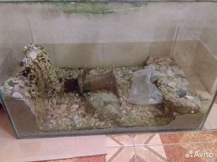 Аквариум, растения, трубочник изя