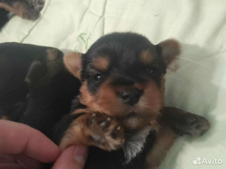 Йоркширский терьер вязка