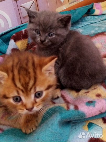 Шотландские котята