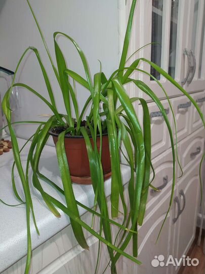 Индийский лук